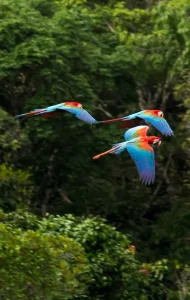 Lire la suite à propos de l’article Journée mondiale de l’environnement : Le Directeur général de l’UICN prône la restauration des terres pour renforcer la résilience au changement climatique et améliorer la biodiversité