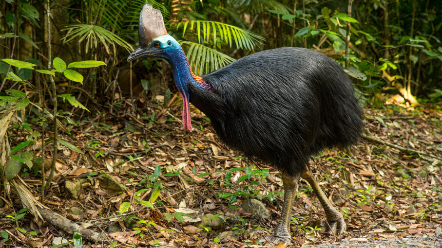 Lire la suite à propos de l’article Réputé être l’oiseau le plus redoutable au monde, le casoar est menacé d’extinction