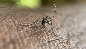 Lire la suite à propos de l’article Dengue : quels symptômes et comment prévenir la maladie transmise par le moustique tigre ?