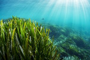 Lire la suite à propos de l’article Les écosystèmes aquatiques, ces puissants puits de carbone à préserver absolument