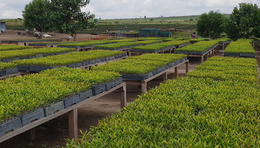 You are currently viewing Brazzaville abrite la 1ère Conférence Internationale sur l’Afforestation et le Reboisement