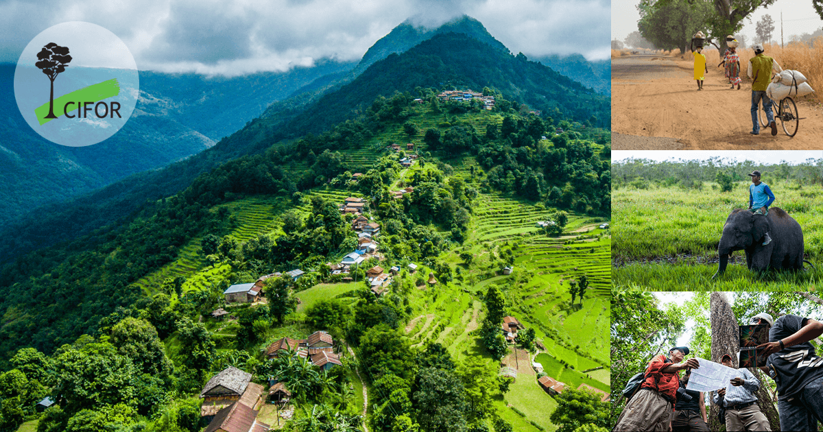 You are currently viewing Le CIFOR a déjà restauré 1,2 million d’hectares de terres dégradées