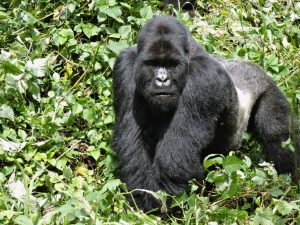 Lire la suite à propos de l’article Parc national des Virunga : Le gorille dos argenté Bukima est mort