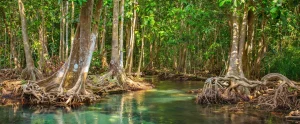 Lire la suite à propos de l’article Les Mangroves, un écosystème unique et vital