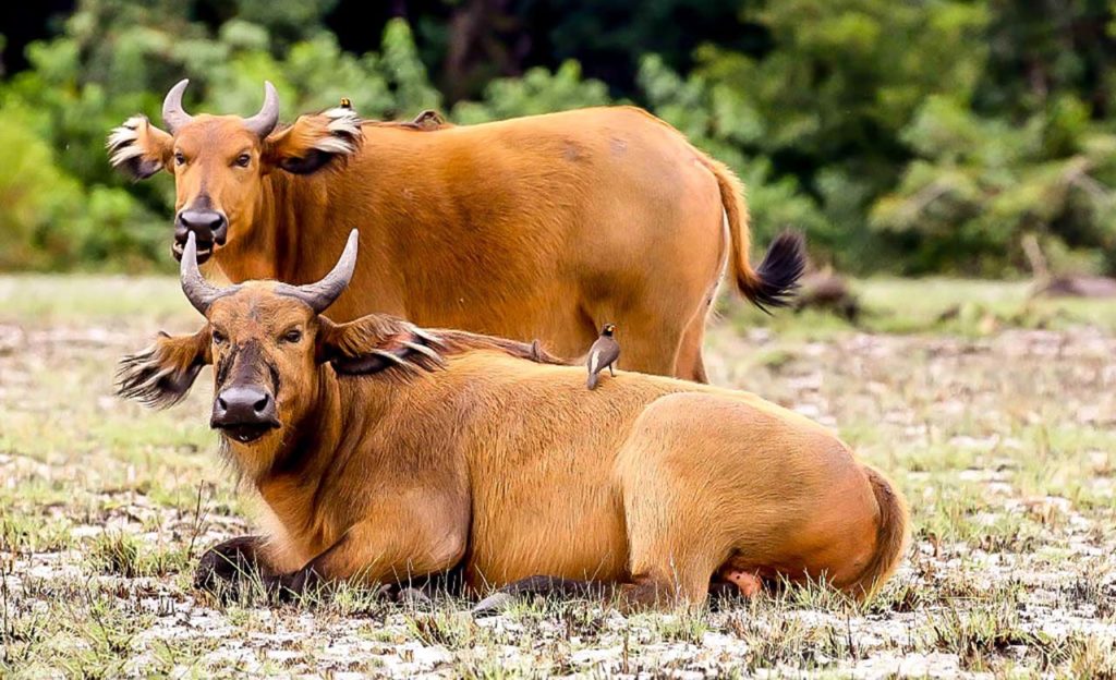 Lire la suite à propos de l’article Parc de Salonga : les buffles de foret de nouveau visibles