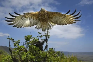 Lire la suite à propos de l’article Pourquoi faut-il protéger, respecter et admirer les oiseaux?