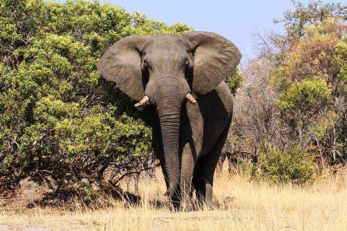 Lire la suite à propos de l’article Le 12 août, c’est la journée mondiale de la protection de l’éléphant