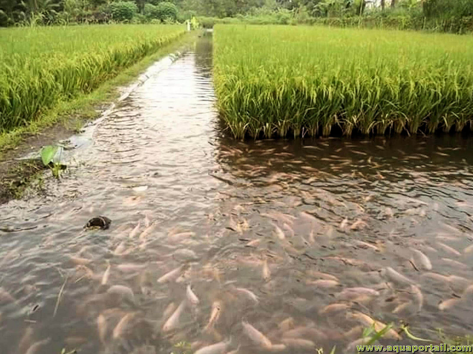 Lire la suite à propos de l’article La rizipisciculture, un joyau de l’agroécologie