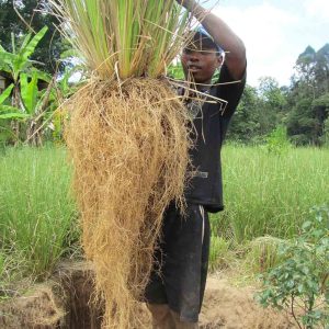 Lire la suite à propos de l’article L’herbe de Vétiver, une solution pour combattre l’érosion des sols en RDC