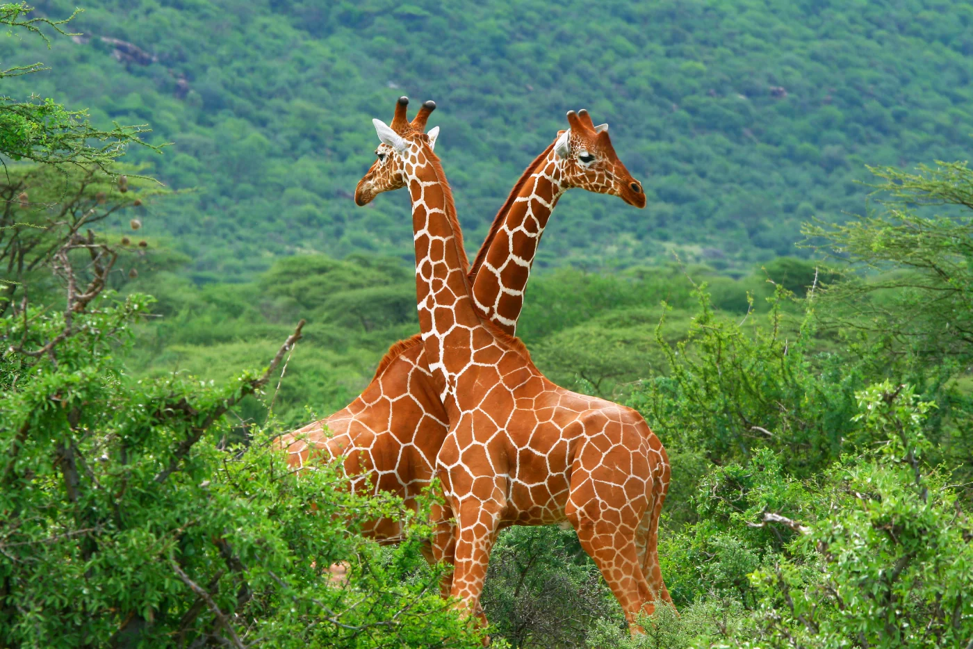 Cou de la girafe